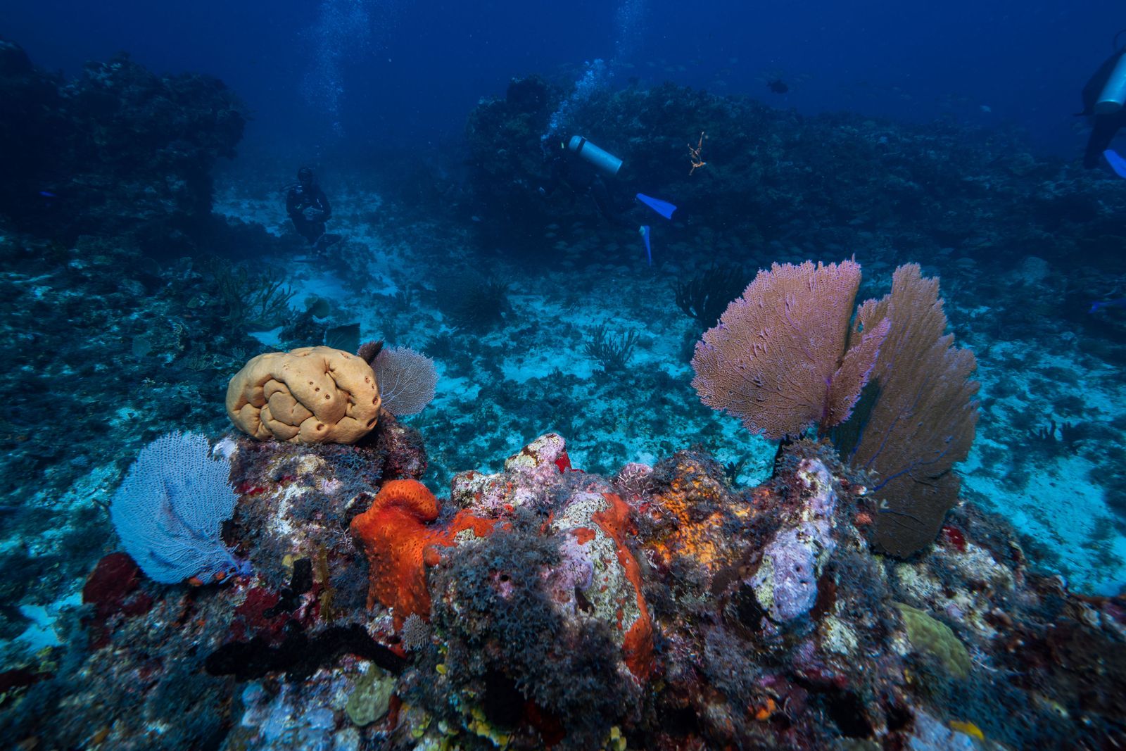 Scuba divers exploring a coral reef